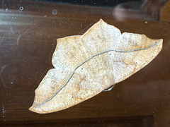 (c) Chris Wood, some rights reserved (CC BY-NC-ND) Large Maple Spanworm Moth (Prochoerodes lineola)