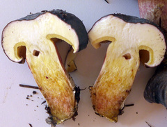 Xerocomellus cisalpinus