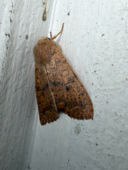 (c) Chris Wood, some rights reserved (CC BY-NC-ND) Bicolored Sallow (Sunira bicolorago)