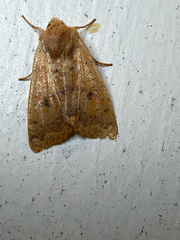 (c) Chris Wood, some rights reserved (CC BY-NC-ND) Bicolored Sallow (Sunira bicolorago)