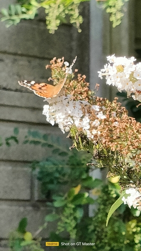 Painted Lady