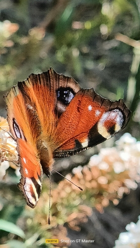 European Peacock Butterfly