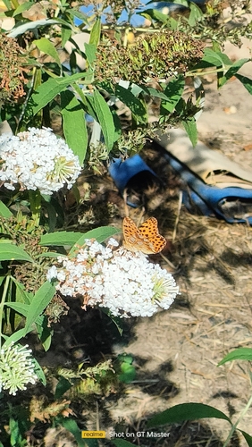 Queen of Spain Fritillary
