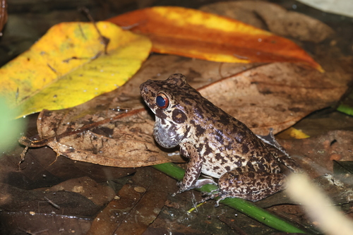 Pulchrana glandulosa observed 2026-09-29