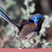 Purple-backed Fairywren - Photo (c) chrisclarke25, some rights reserved (CC BY-NC), uploaded by chrisclarke25