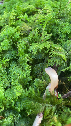 Common Tamarisk-moss