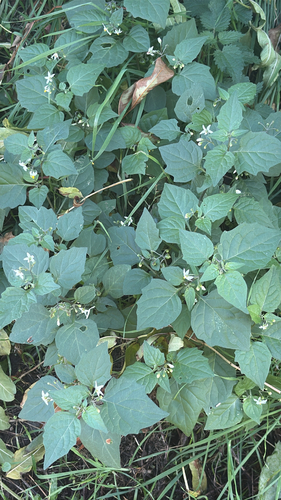 black nightshade