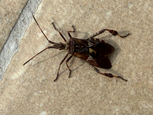 Western Conifer Seed Bug