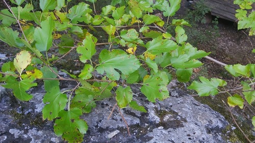 white mulberry