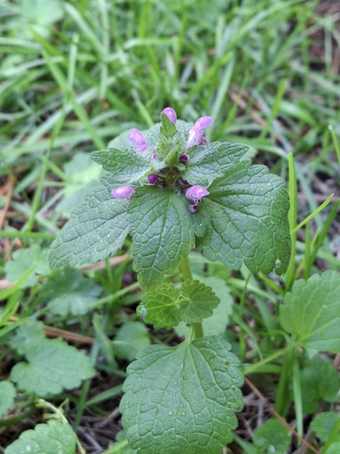 red deadnettle
