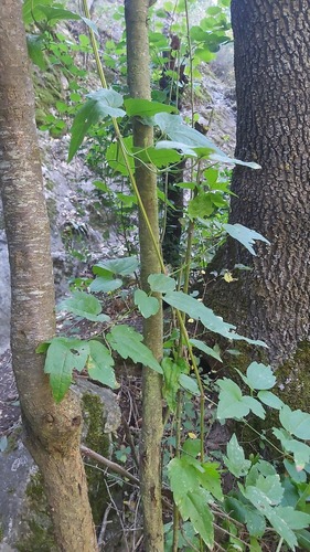 Old man's beard