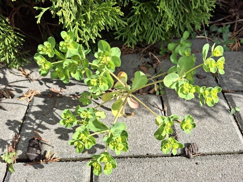 Sun spurge