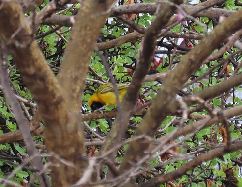 iNaturalist image