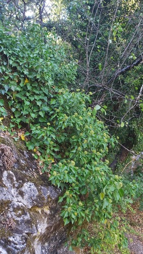 common ivy