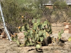 Opuntia engelmannii