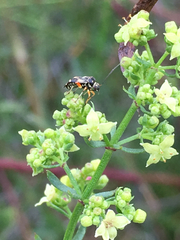 Polymerus elegans
