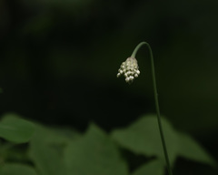 Allium microdictyon