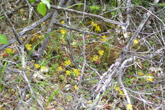 Sedum spathulifolium