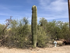 Carnegiea gigantea