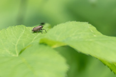 Bathysmatophorus
