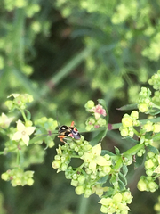 Polymerus elegans
