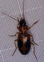 Badister neopulchellus
