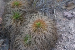 Bulbostylis paradoxa