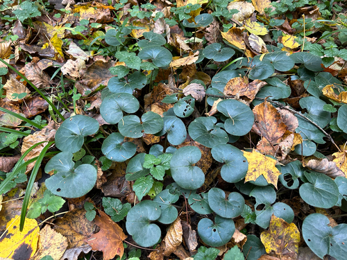 Asarabacca