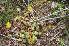 Sedum spathulifolium