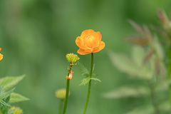 Trollius asiaticus