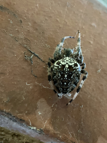 Cross Orbweaver