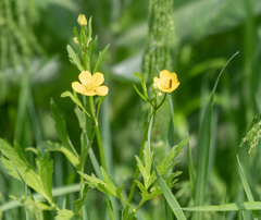 Ranunculus repens