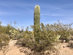 Larrea tridentata