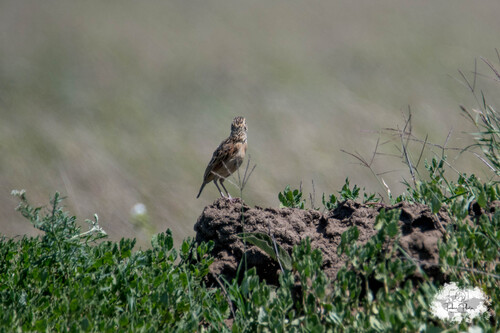 iNaturalist image