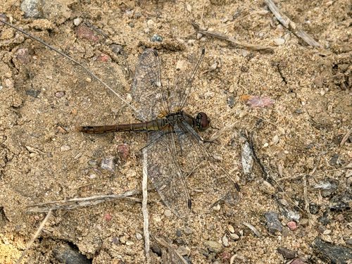 Ruddy Darter