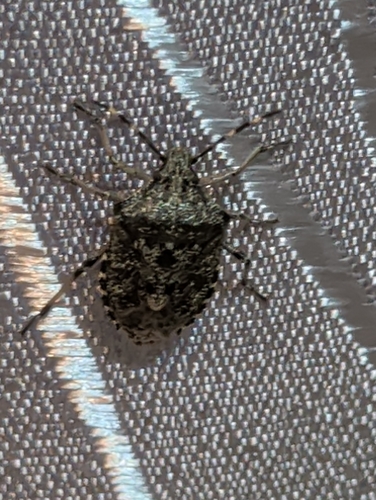 Mottled Stink Bug
