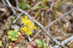 Sedum spathulifolium