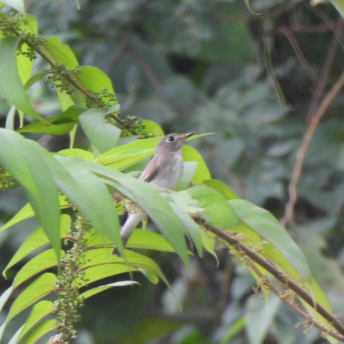Asian Brown Flycatcher