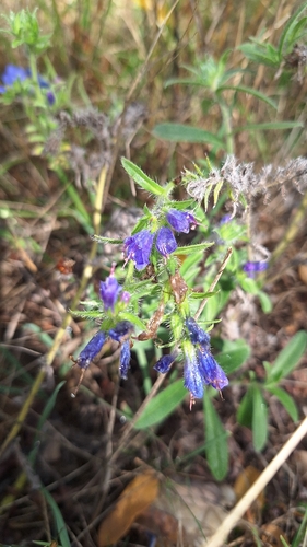 viper's-bugloss