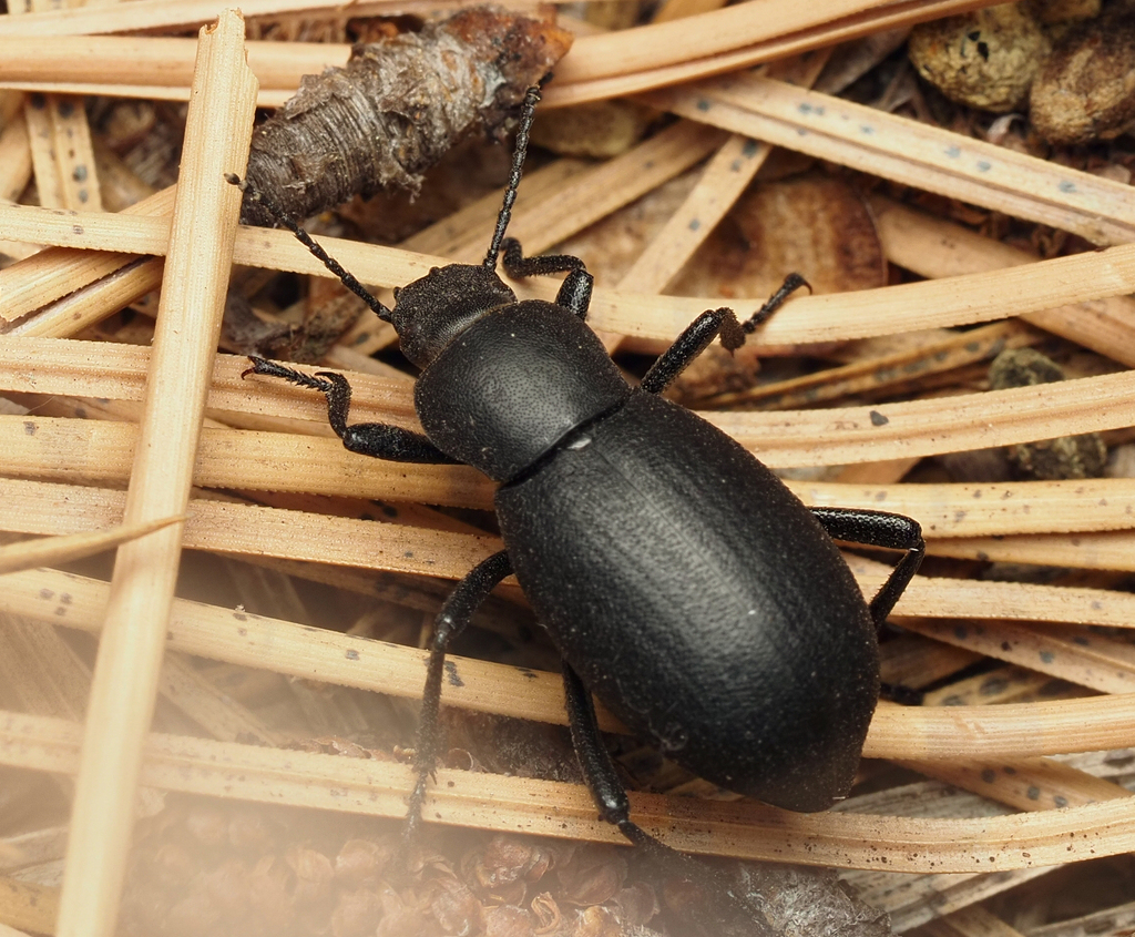Eleodes humeralis
