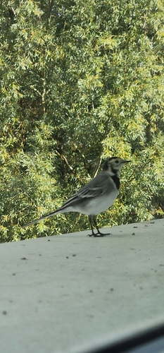 White Wagtail