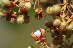 Curatella americana