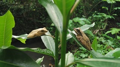 Polypedates leucomystax