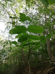 Comocladia macrophylla
