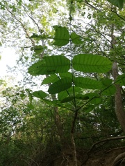 Comocladia macrophylla