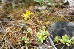 Sedum spathulifolium