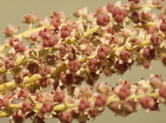 Curatella americana