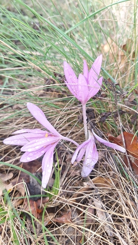 Autumn Crocus