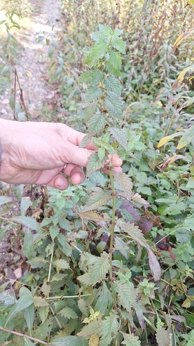 European water-horehound