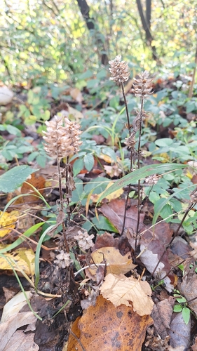 common selfheal